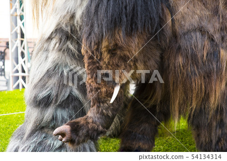 A shaggy beast emerges from the mists of time. 54134314