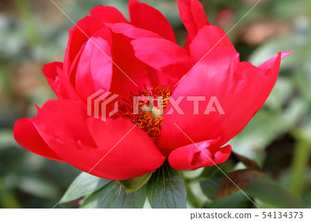 Miyama City Button Garden Miyama City Button Garden 54134373