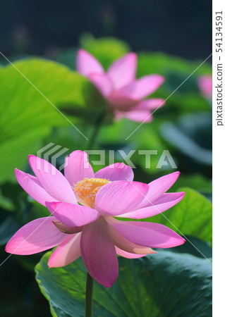 古老浪漫的Oga蓮花 54134591