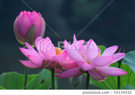古老浪漫的Oga蓮花 古老浪漫的Oga蓮花 54134592