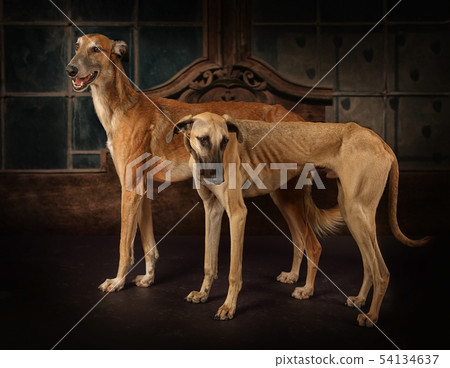 Two greyhounds dogs standing on a vintage Two greyhounds dogs standing on a vintage 54134637
