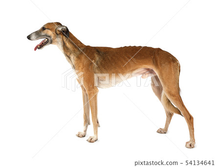 dog, hound, animal 54134641