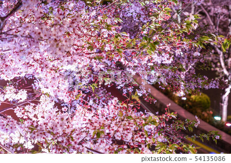 櫻花在東京中城 櫻花在東京中城 54135086