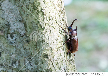 Beetle on the tree in the forest. 54135156