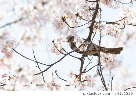 Brown eared bulb spring 54135539