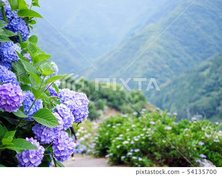Hydrangea of the hydrangea of Shingu 54135700