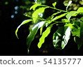 leaf  54135777