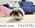 Rabbit  54135781