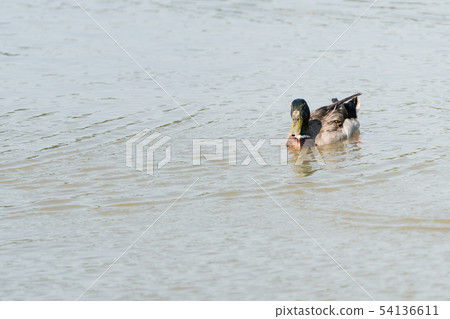 Ducks in the lake. Ducks are long-lived aquatic. Ducks in the lake. Ducks are long-lived aquatic. 54136611