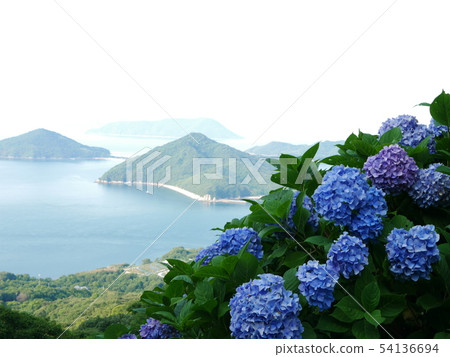 Seto Inland Sea Islands and Hydrangea Seto Inland Sea Islands and Hydrangea 54136694