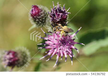 Close-up of Caucasian light brown fluffy wild bee 54136792