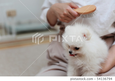 Pomeranian (Dog Dog Dog Organism Animal Pedigree Puppy Child Dog White White Pedigree Western Dog) 54136794