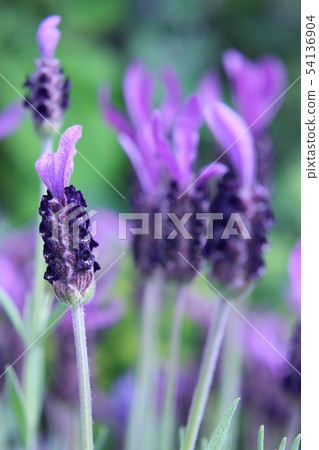  法國薰衣草 54136904