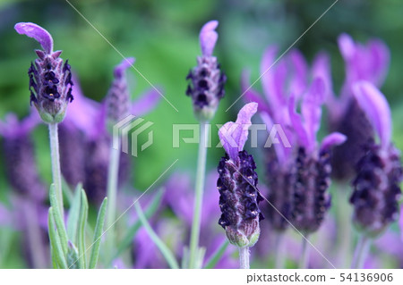 法國薰衣草 法國薰衣草 54136906