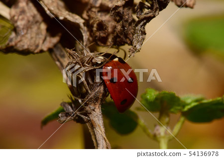 Macro of Caucasian red ladybird  54136978