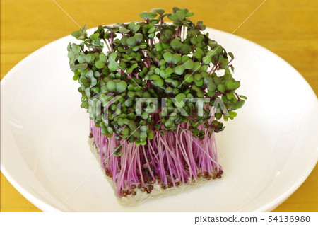 Red cabbage sprout 54136980