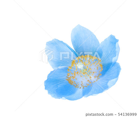 喜馬拉雅山的藍罌粟花 54136999