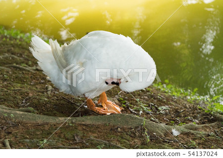 Goose in the lake. Geese are long-lived aquatic. 54137024
