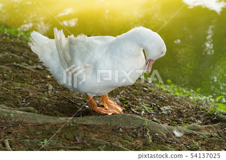 Goose in the lake. Geese are long-lived aquatic. 54137025
