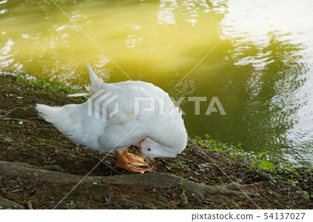 Goose in the lake. Geese are long-lived aquatic. 54137027