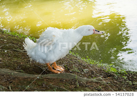 Goose in the lake. Geese are long-lived aquatic. 54137028
