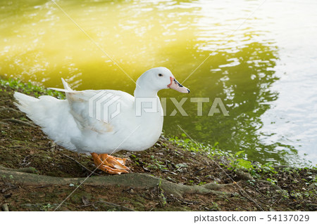 Goose in the lake. Geese are long-lived aquatic. 54137029