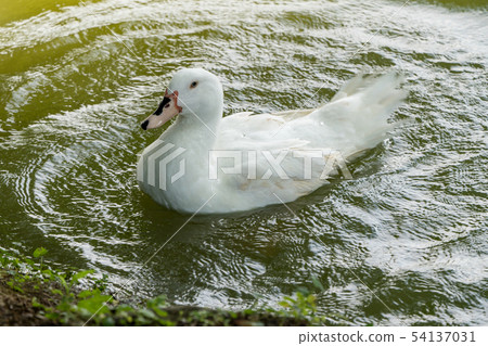Goose in the lake. Geese are long-lived aquatic. 54137031