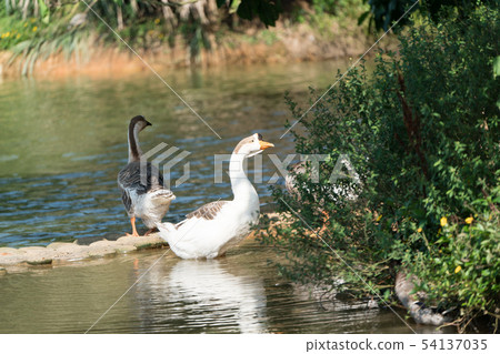 Goose in the lake. Geese are long-lived aquatic. Goose in the lake. Geese are long-lived aquatic. 54137035