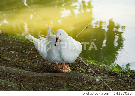 Goose in the lake. Geese are long-lived aquatic. 54137036
