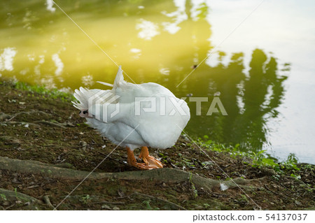 Goose in the lake. Geese are long-lived aquatic. 54137037