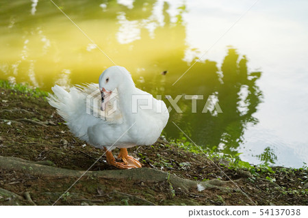 Goose in the lake. Geese are long-lived aquatic. Goose in the lake. Geese are long-lived aquatic. 54137038