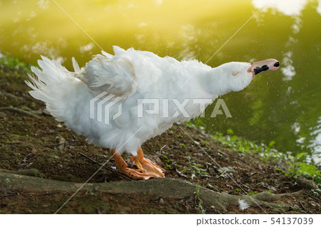 Goose in the lake. Geese are long-lived aquatic. 54137039