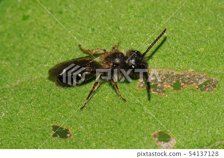 Macro of a caucasian little wild bee on  54137128
