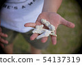 Boy picking up a wolf 54137319