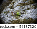 Grass grown on Ishigaki 54137320