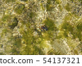 Beautiful seaweed 54137321