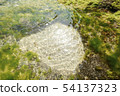 Sea and algae 54137323