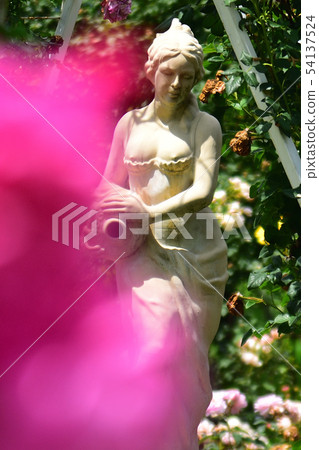 玫瑰 玫瑰 54137524