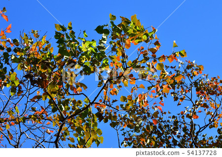 Photograph which photographed treetop of tree which began to turn red against background of blue sky Photograph which photographed treetop of tree which began to turn red against background of blue sky 54137728