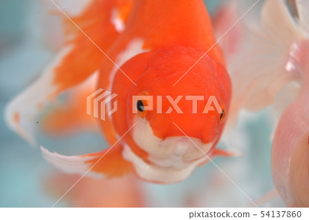 可愛的金魚|動物 可愛的金魚|動物 54137860