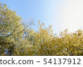 Trees and sky 54137912