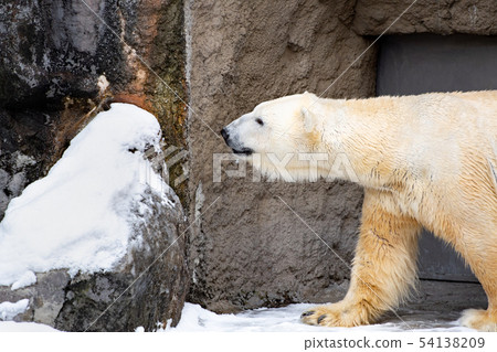 冬天白丸 北海道旭山動物園 照片素材 圖片 圖庫