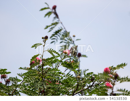 butterfly  insect and flower 54138530
