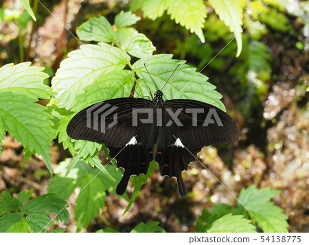 玉斑鳳蝶 玉斑鳳蝶 54138775