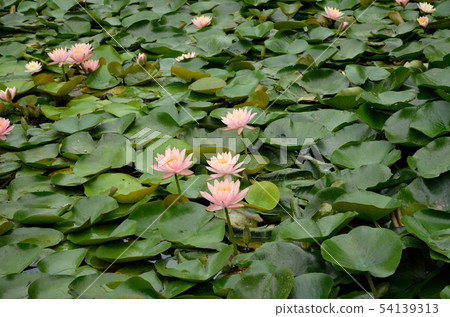 Kochi Castle in summer Lotus flower Kochi Castle in summer Lotus flower 54139313