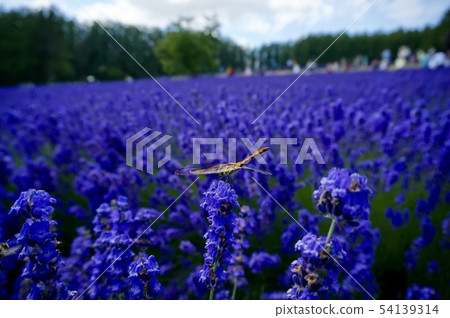 Lavender field 54139314