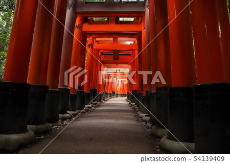 Senbon Torii landscape red vermilion 54139409