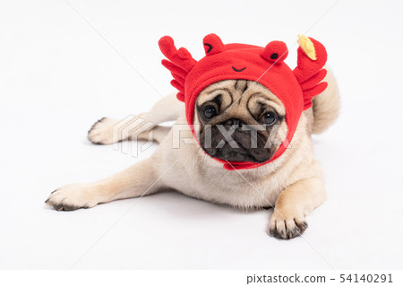 dog pug breed wearing crab hat costume dog pug breed wearing crab hat costume 54140291