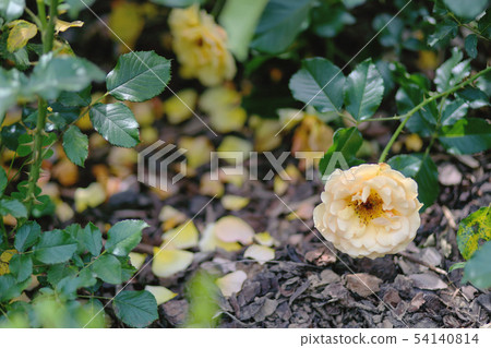 Yellow rose Yellow rose 54140814