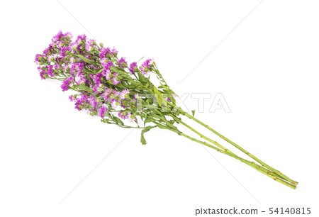 Pink flowers, small flowers on white background Pink flowers, small flowers on white background 54140815